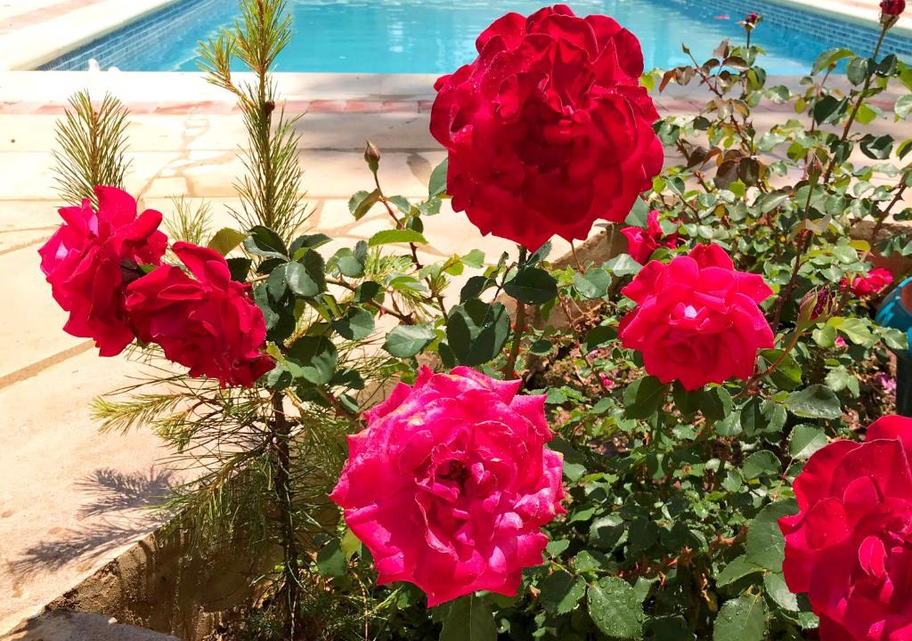 Pissouri Villa | Mimosa Villa