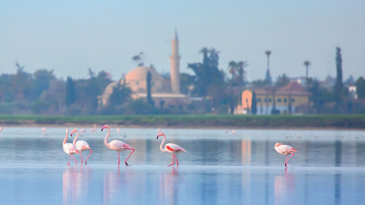 Photo of Others in Larnaca City Centre
