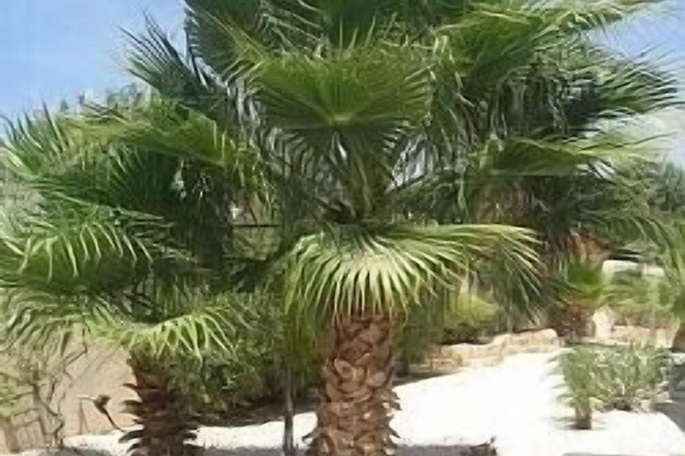 Photo of Others in Pissouri