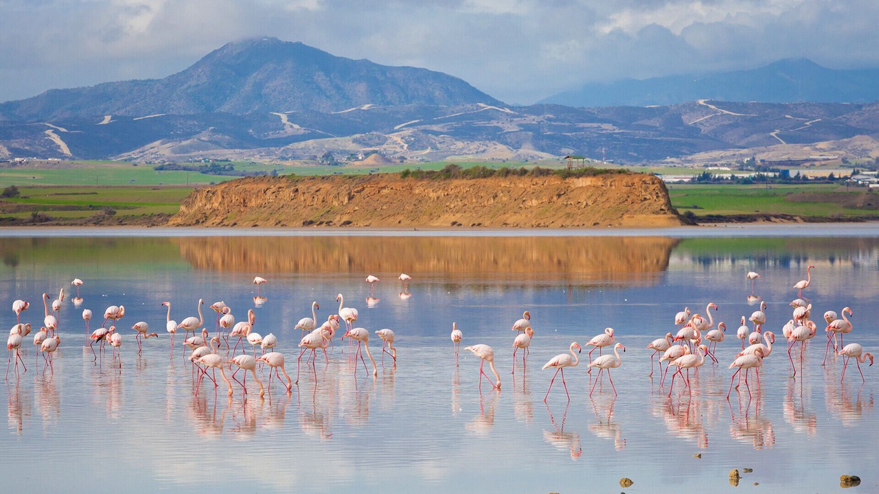 Photo of Others in Larnaca