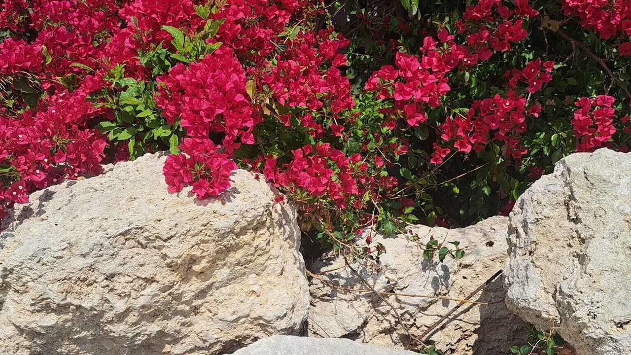 Photo of Outdoor in Pegeia