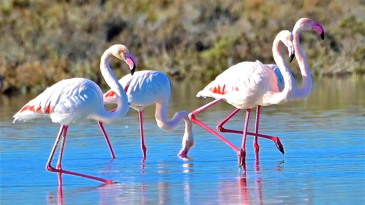 Photo of Others in Pissouri