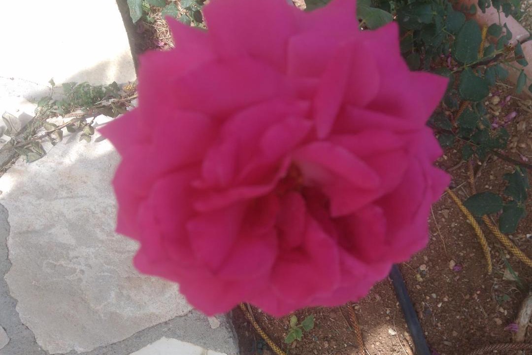 Photo of Others in Pissouri