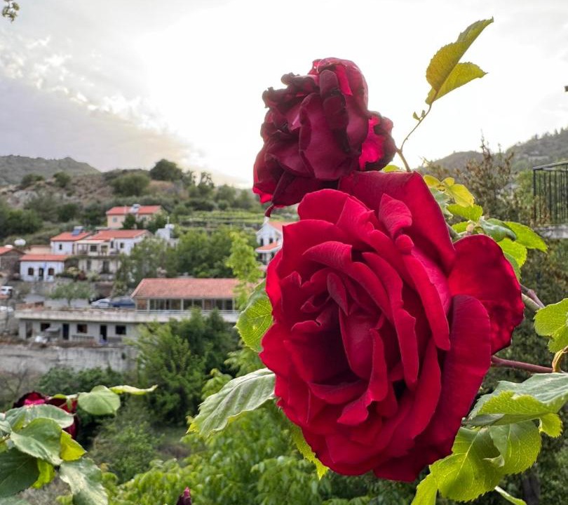 Photo of Others in Agros