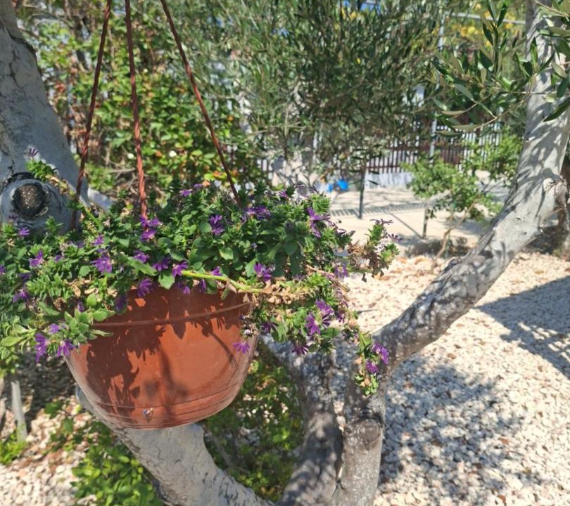 Photo of Others in Protaras