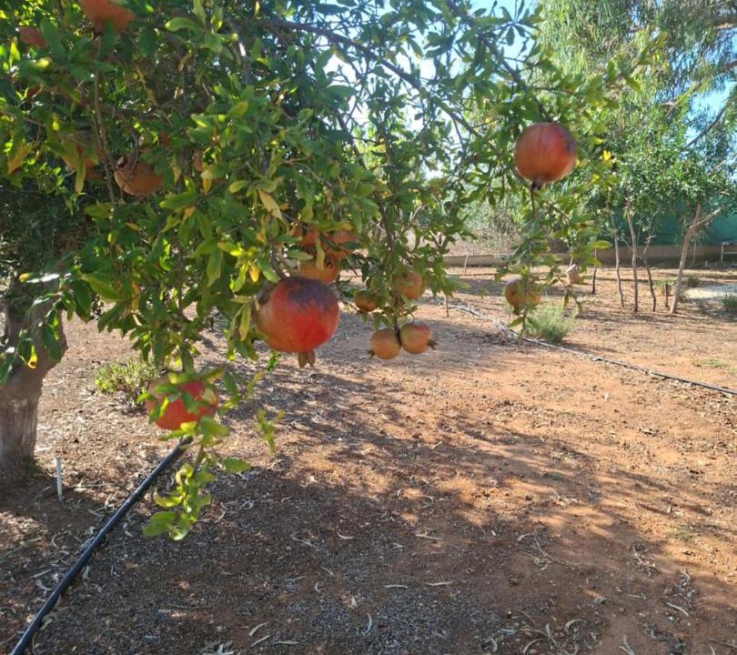 Photo of Others in Protaras