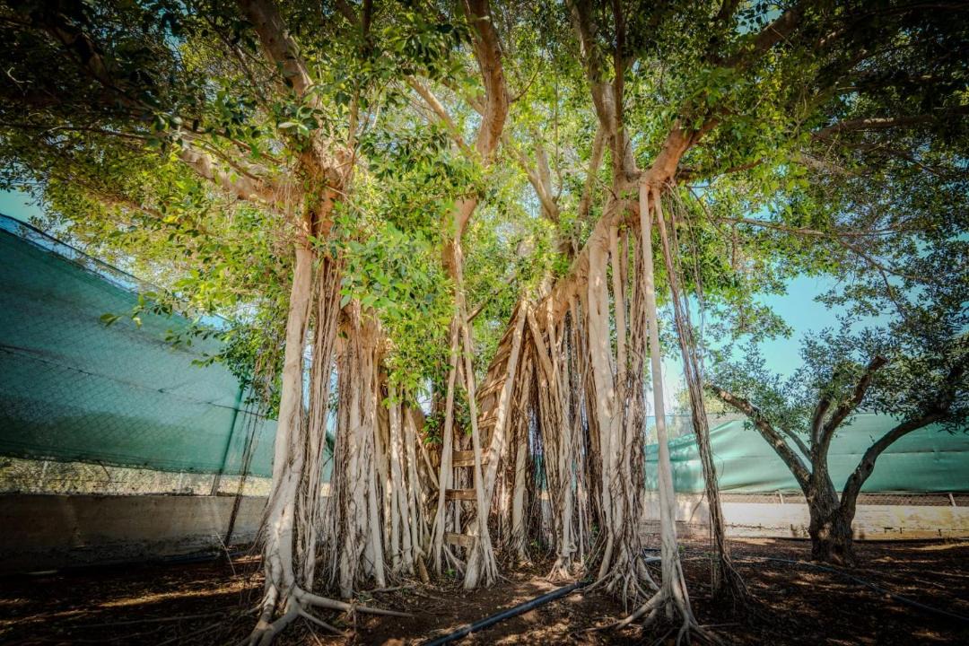 Photo of Outdoor in Protaras