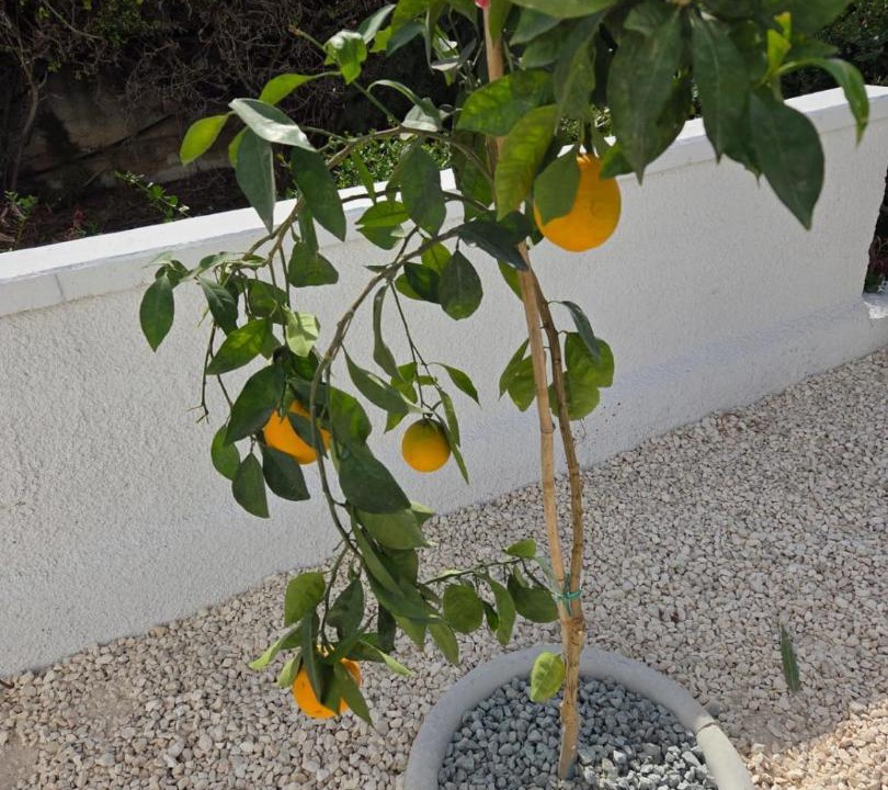 Photo of Others in Chlorakas