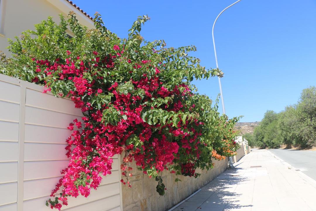 Photo of Others in Pissouri
