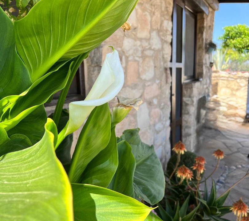 Photo of Others in Pissouri