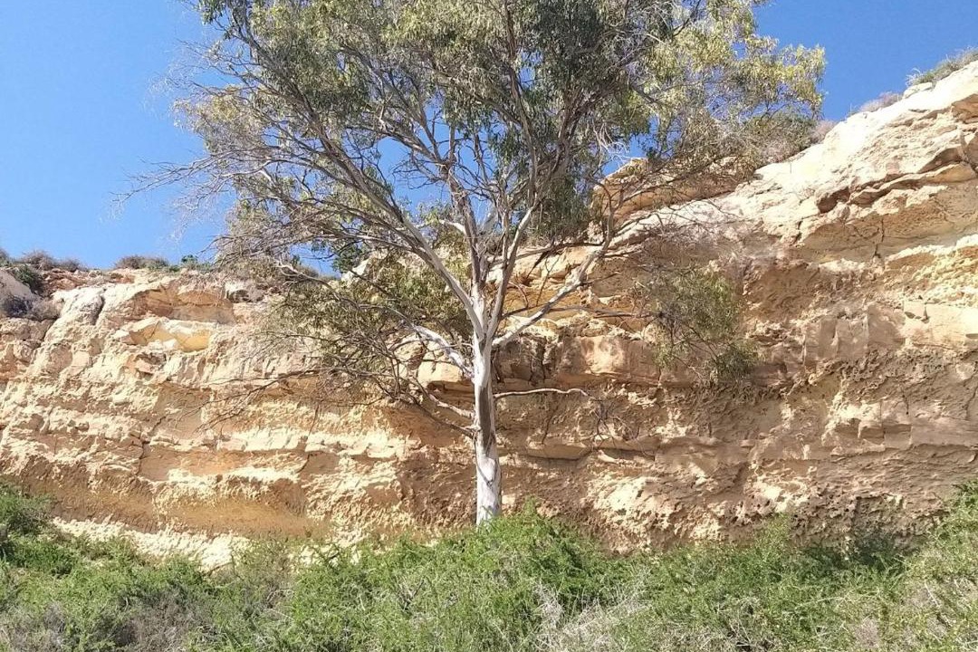 Photo of Others in Cape Greko