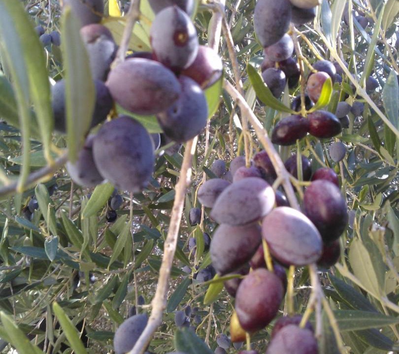 Photo of Others in Pano Akourdalia