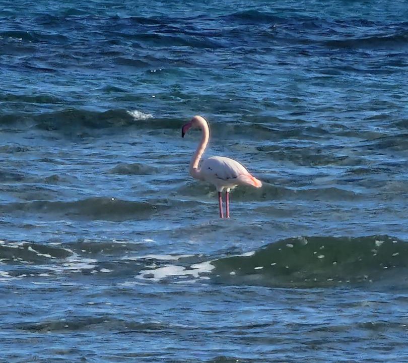 Photo of Others in Larnaca
