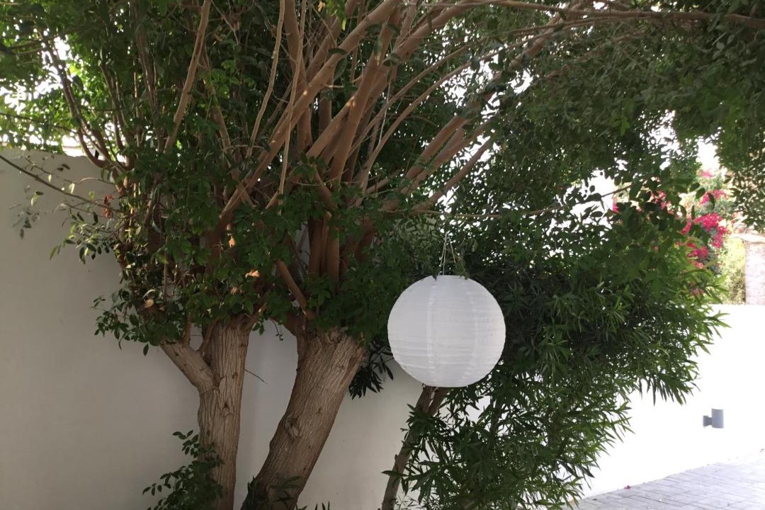 Photo of Others in Pissouri