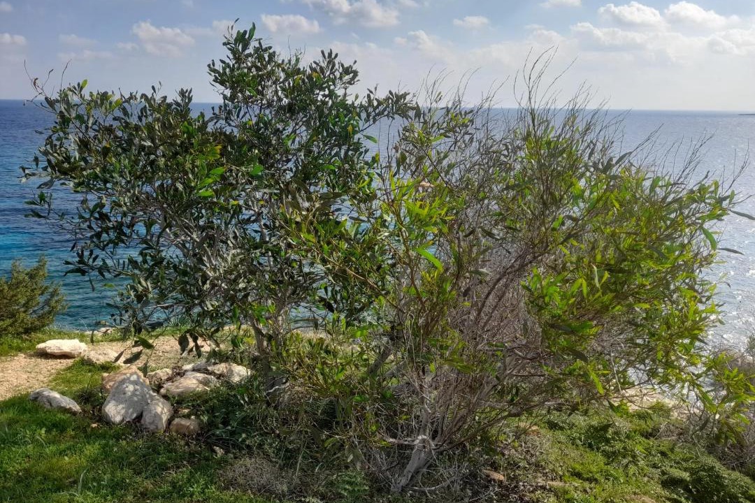 Photo of Others in Cape Greko