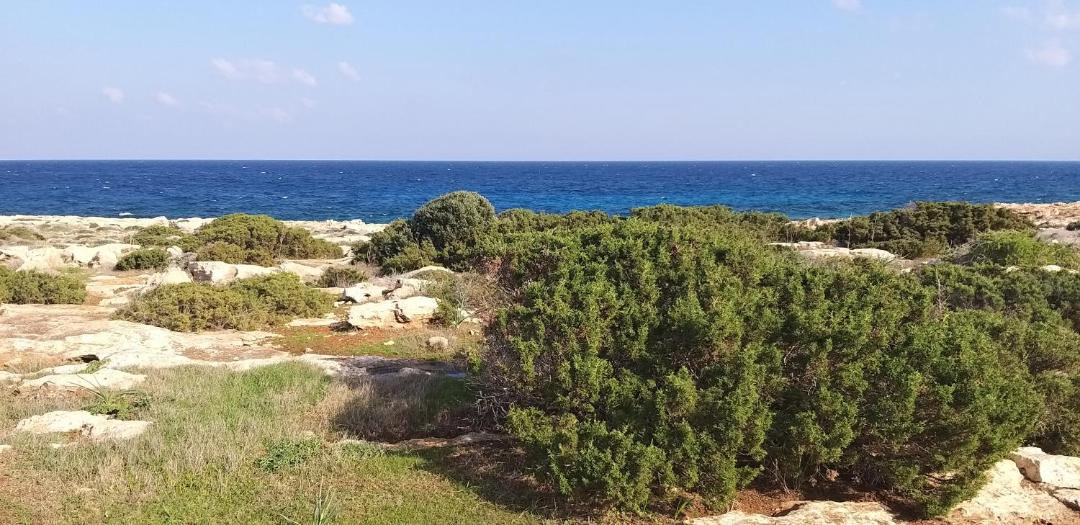 Photo of Others in Cape Greko
