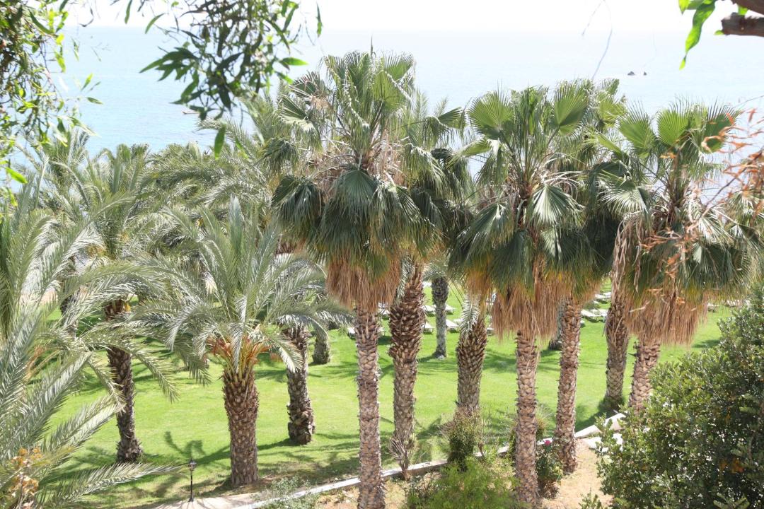 Photo of Others in Pegeia