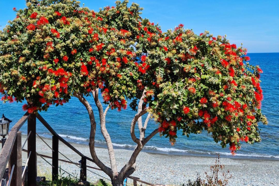 Photo of Others in Pomos