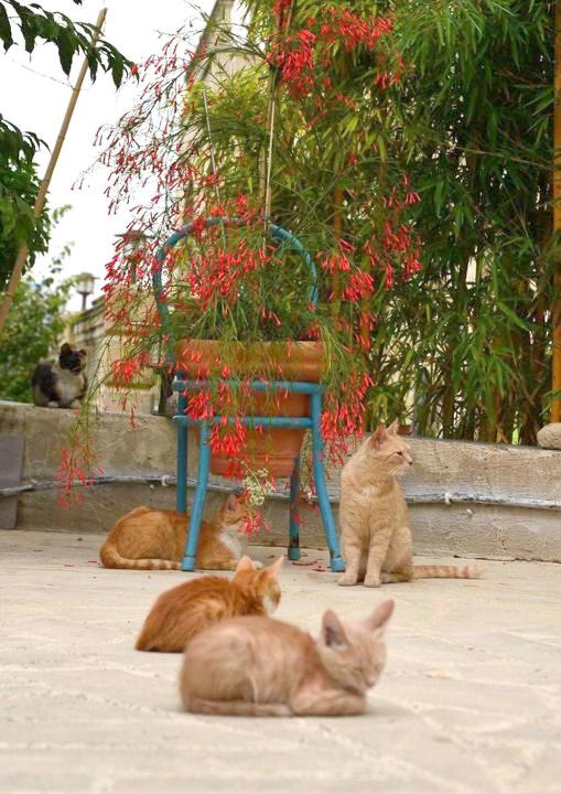 Photo of Others in Simou