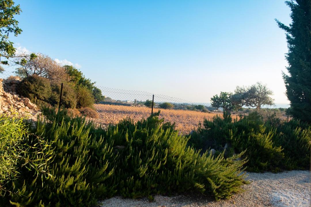 Photo of Others in Pegeia