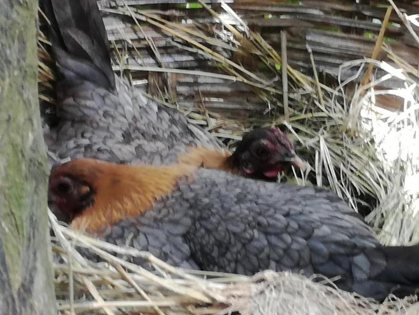 Photo of Others in Miliou