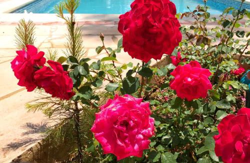 Pissouri Villa | Mimosa Villa