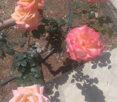 Pissouri Apartment | Yialos Apartments
